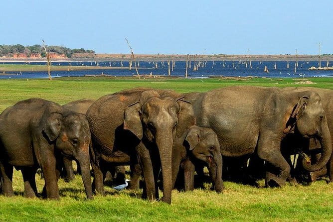 Minneriya National Park Safari - Private Jeep with Hotel Pickup - The $25 Price Needs a Second Look