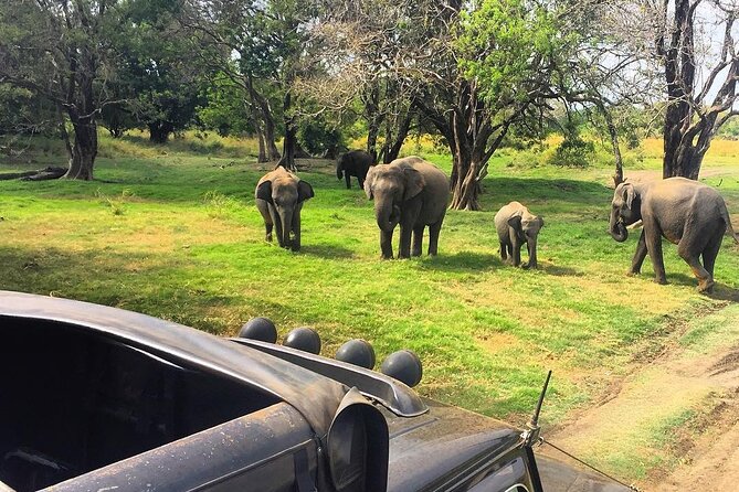 Minneriya National park Safari Sri Lanka - Starting from Habarana and reaching the park