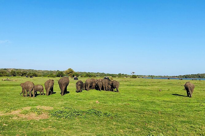Minneriya National park Safari Sri Lanka - Timing, comfort, and sensible expectations
