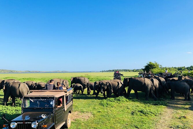 Minneriya National park Safari Sri Lanka - What the 3 to 4-hour safari feels like