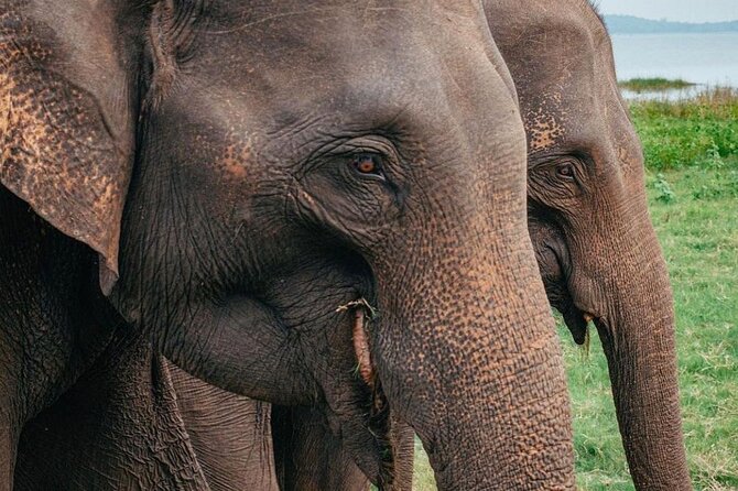 Minneriya National Park Wildlife & Elephant Safari from Sigiriya - Why this safari is a strong choice from Sigiriya
