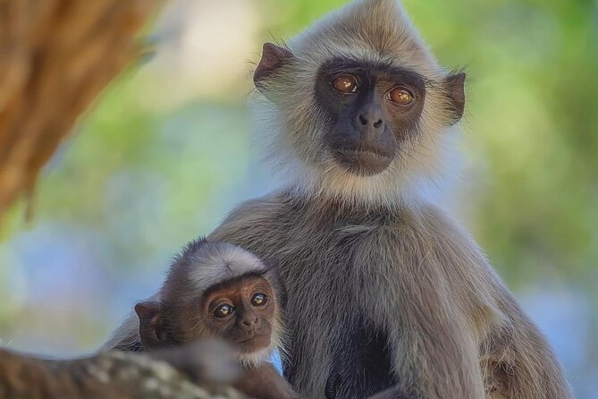 Minneriya National Park Wildlife & Elephant Safari from Sigiriya - Kaudulla National Park and open views of elephant herds