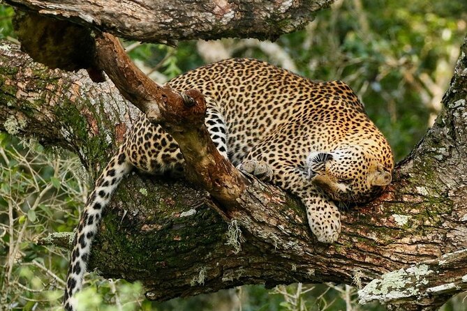 Minneriya National Park Wildlife & Elephant Safari from Sigiriya - Animals beyond elephants