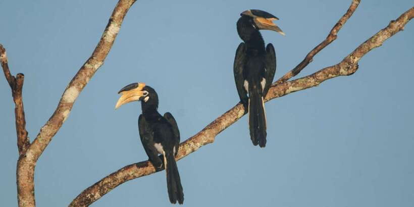 Minneriya: Private Jeep Safari From Trincomalee - Should you book this Minneriya safari?
