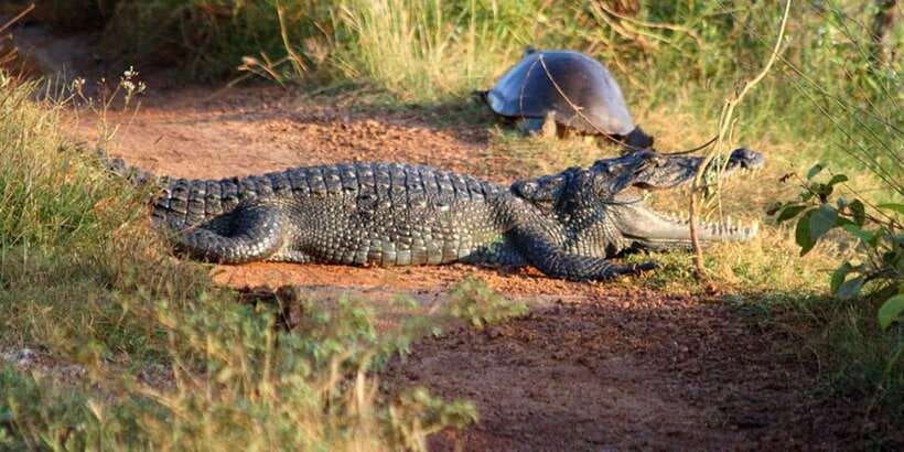 Minneriya: Private Jeep Safari From Trincomalee - Four hours among Minneriya’s elephants