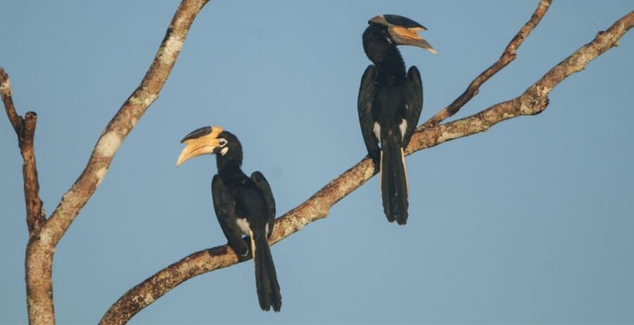 Minneriya: Private Jeep Safari From Trincomalee - What the $159 price really covers