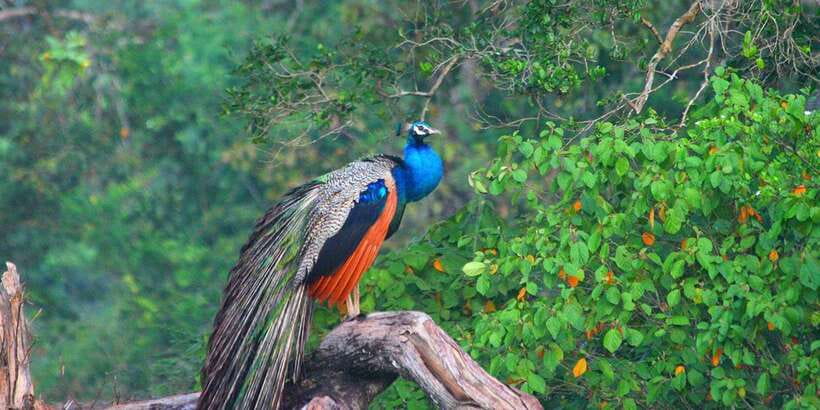 Minneriya: Private Jeep Safari From Trincomalee - Choosing the right time of day