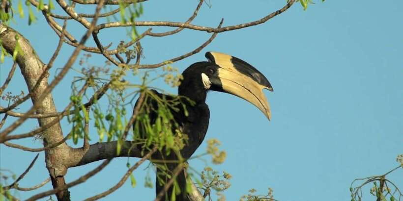 Minneriya: Private Jeep Safari From Trincomalee - What wildlife you might see