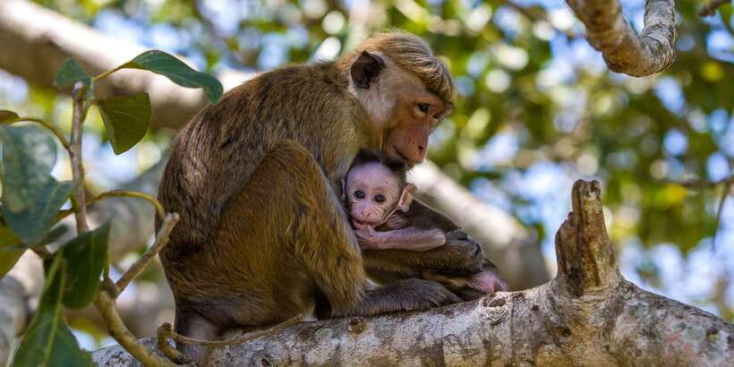Minneriya: Private Jeep Safari From Trincomalee - Comfort, safety, and who should skip it