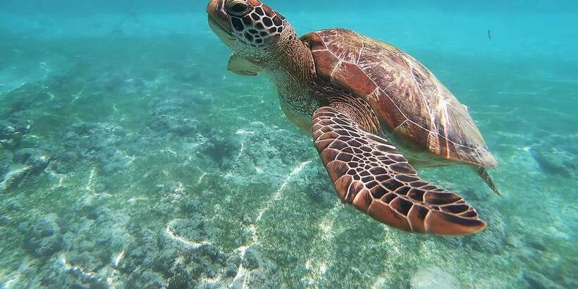 Mirissa: Snorkeling Experience with Turtles - Swimming with turtles near Mirissa