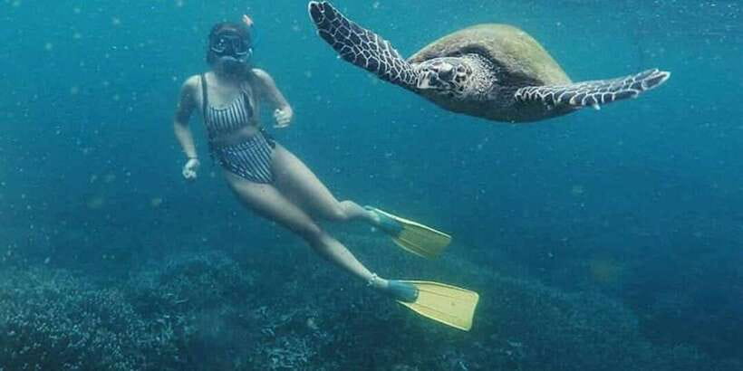 Mirissa: Snorkeling Experience with Turtles - What you may see besides turtles