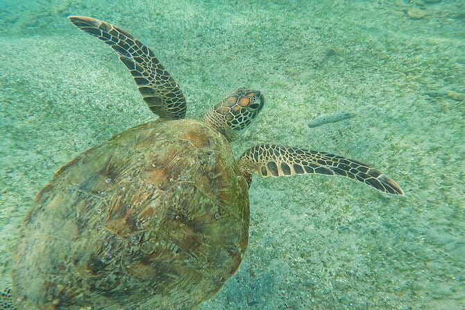 Mirissa Unforgettable Snorkeling Experience with Turtles - The time in the water