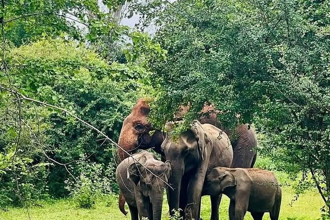 Mirissa, Weligama, Ahangama Transfer to Ella and Udawalawa Safari - Why this transfer is smarter than a plain drive to Ella