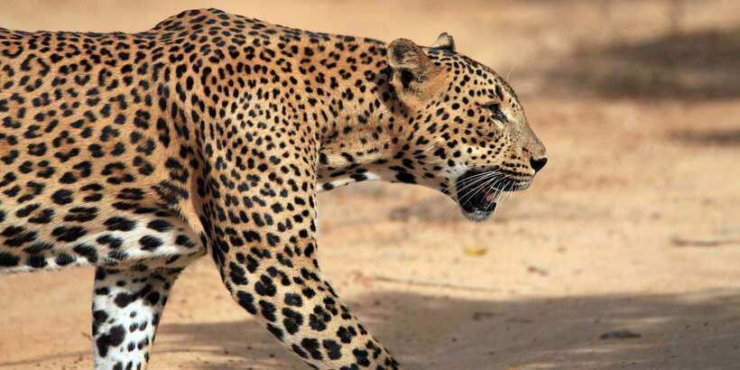 Mirissa/Weligama/Galle/Tangalle: Drop to Ella & Yala Safari - Key points at a glance