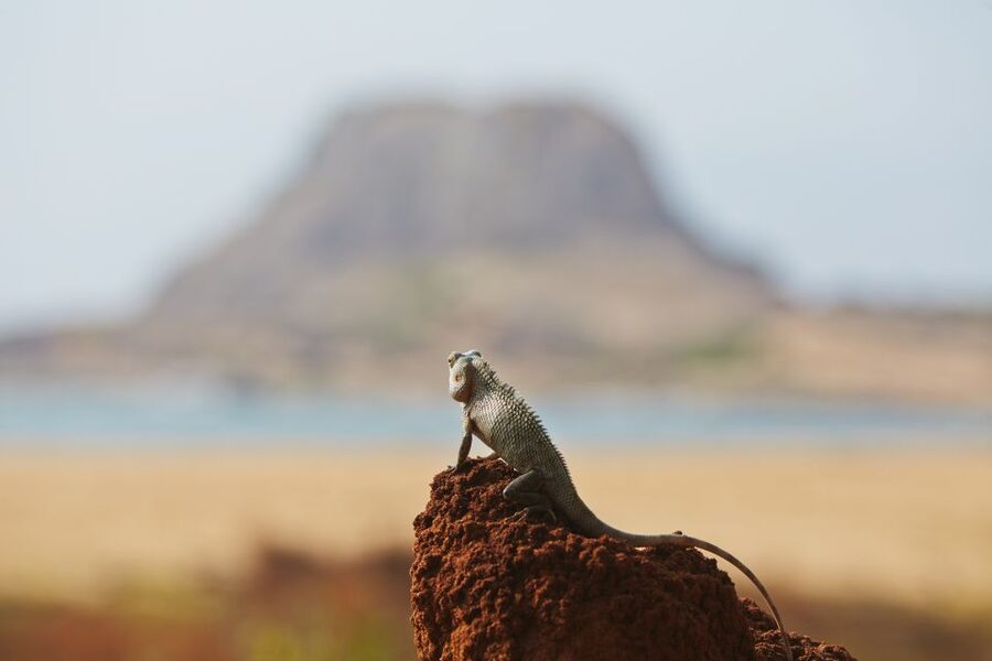 Mirissa/Weligama/Galle/Tangalle: Drop to Ella & Yala Safari - What you might see in the park