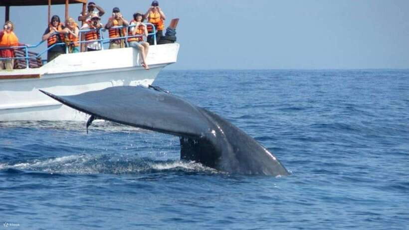 Mirissa: Whale & dolphin Watching Boat Tour with Breakfast - A 7:00 a.m. start from Mirissa Harbour