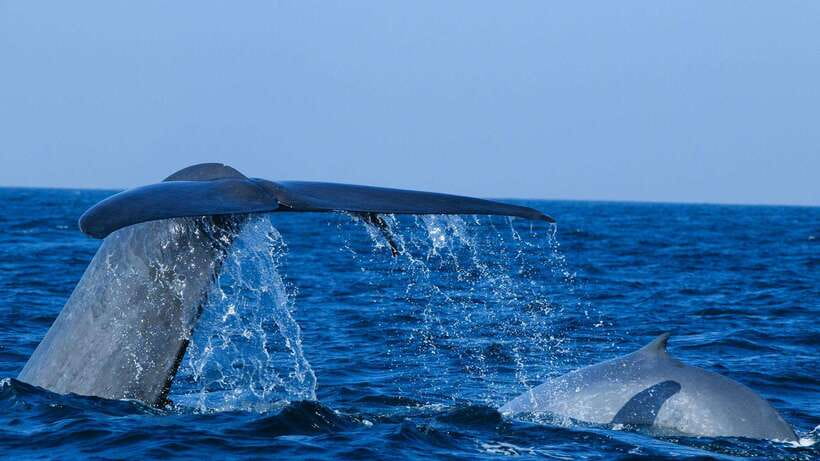 Mirissa: Whale & dolphin Watching Boat Tour with Breakfast - Watching for whales and dolphins