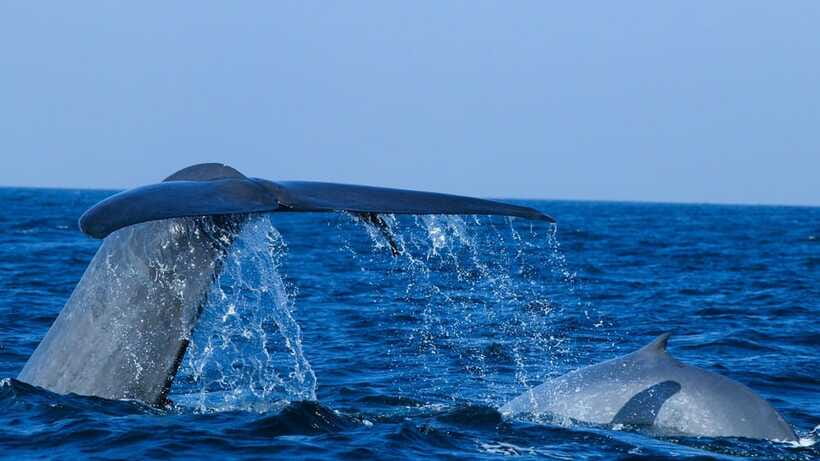 Mirissa: Whale & dolphin Watching Boat Tour with Breakfast - Who should book this boat trip?