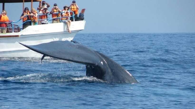 Mirissa: Whale & dolphin Watching Boat Tour with Breakfast - Should you book it?