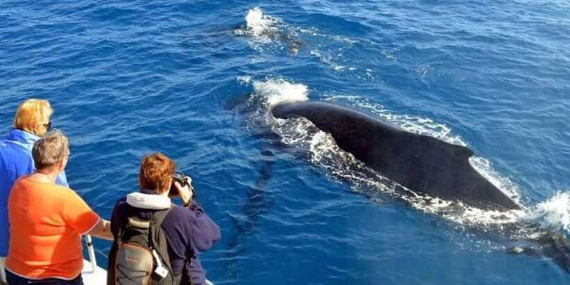 Mirissa: Whale & Dolphin Watching Cruise with Breakfast - An early start at Mirissa Fishery Harbour