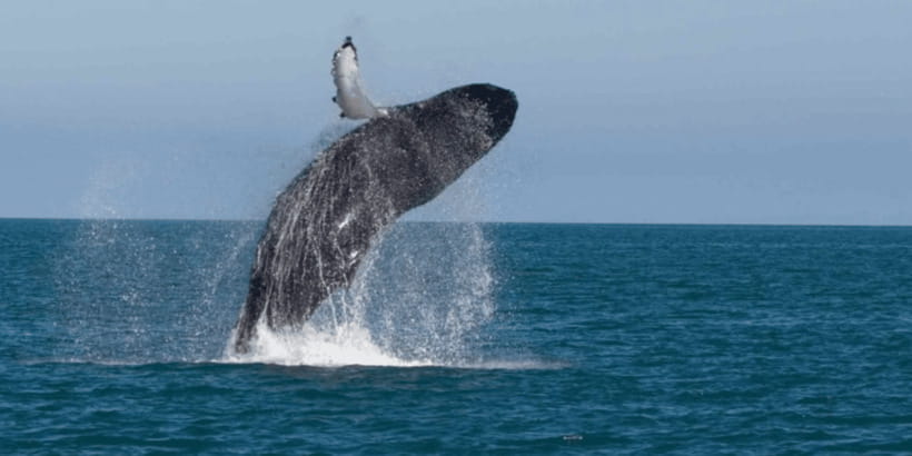 Mirissa: Whale & Dolphin Watching Cruise with Breakfast - Three hours in the Indian Ocean