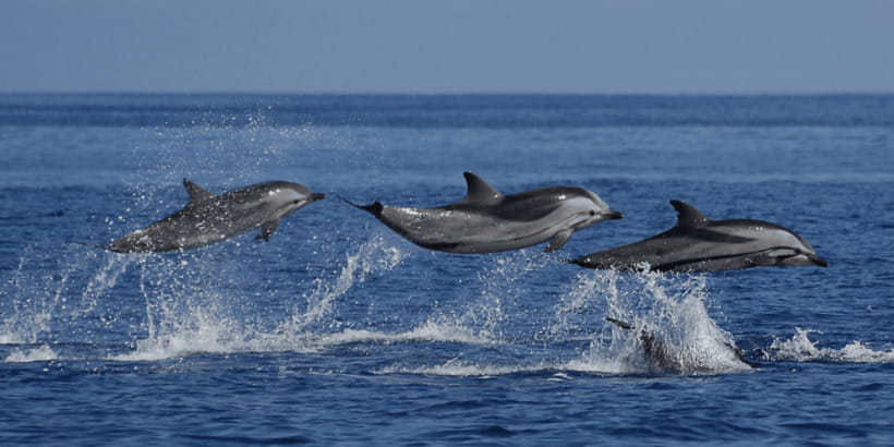 Mirissa: Whale & Dolphin Watching Cruise with Breakfast - Dolphins bring quicker action
