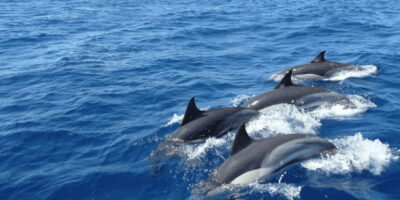 Whale & Dolphin Watching Cruise with Breakfast