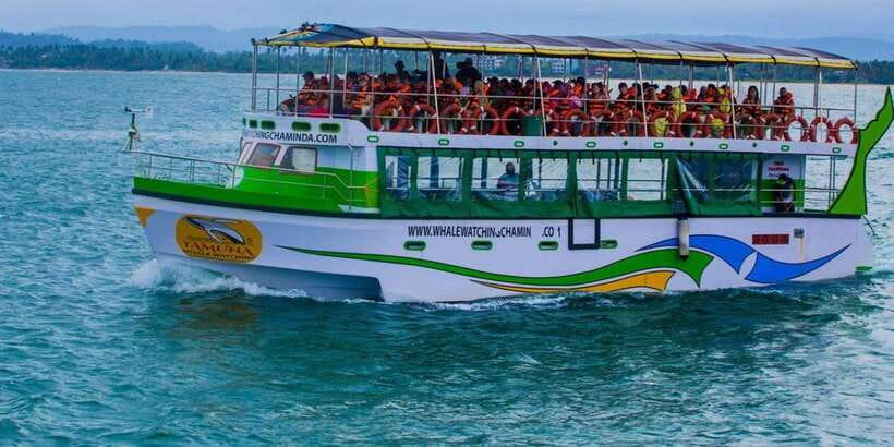 Mirissa: Whale & Dolphin Watching Cruise with Breakfast - Sea turtles are a welcome bonus