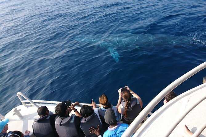 Mirissa Whale & Dolphin Watching Cruise with Geeth’s Crew - What the 3 to 4 hour cruise is really like