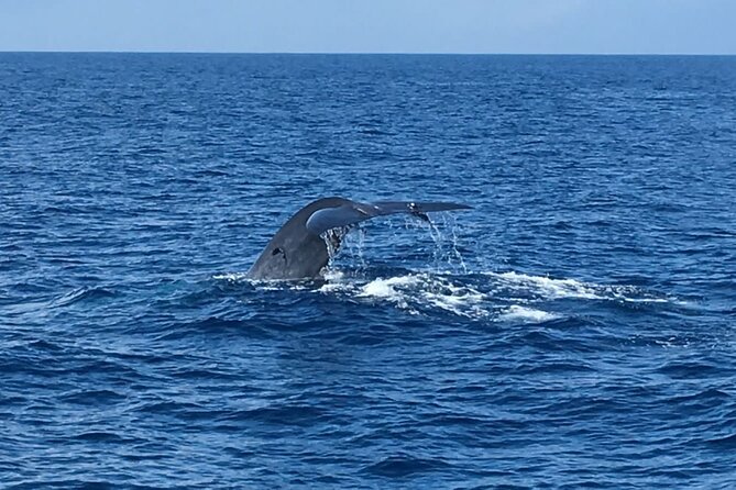 Mirissa Whale & Dolphin Watching Cruise with Geeth’s Crew - Weather, cancellation, and booking terms