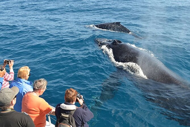 Mirissa Whale & Dolphin Watching Cruise with Geeth’s Crew - Who will get the most from this cruise?