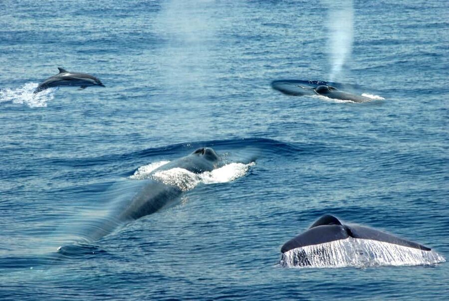 Mirissa: Whale & Dolphin Watching Trip with Private Transfer - Boarding at Mirissa Fisheries Harbour