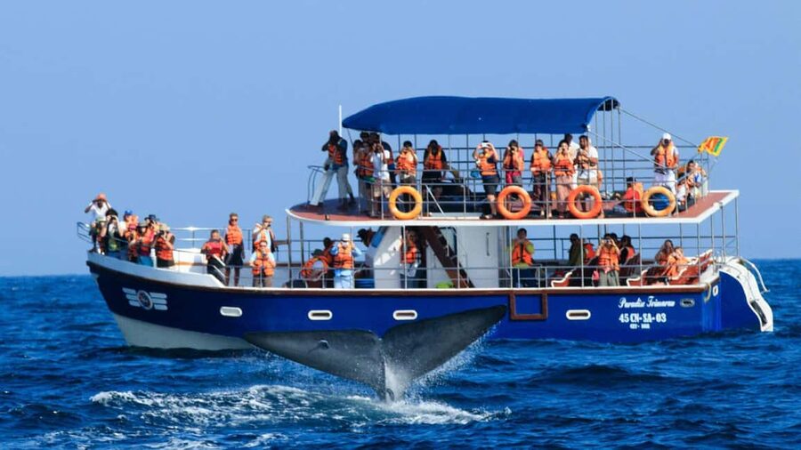 Mirissa: Whale & Dolphin Watching Trip with Private Transfer - The pre-dawn pickup from Sri Lanka’s coast