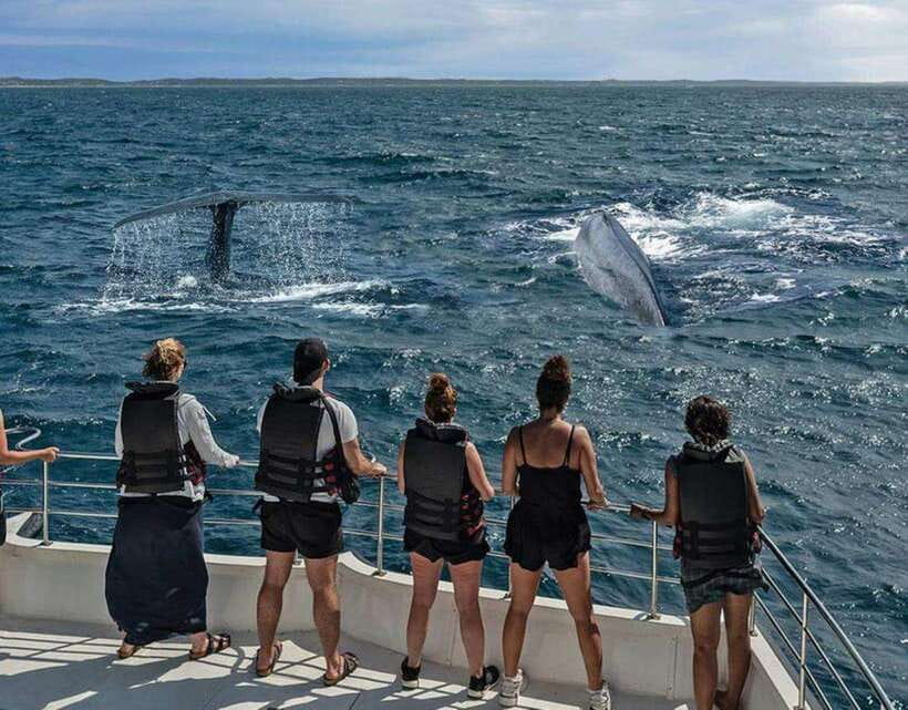 Mirissa: Whale Watching Cruise - Why Mirissa is a strong base for whale watching