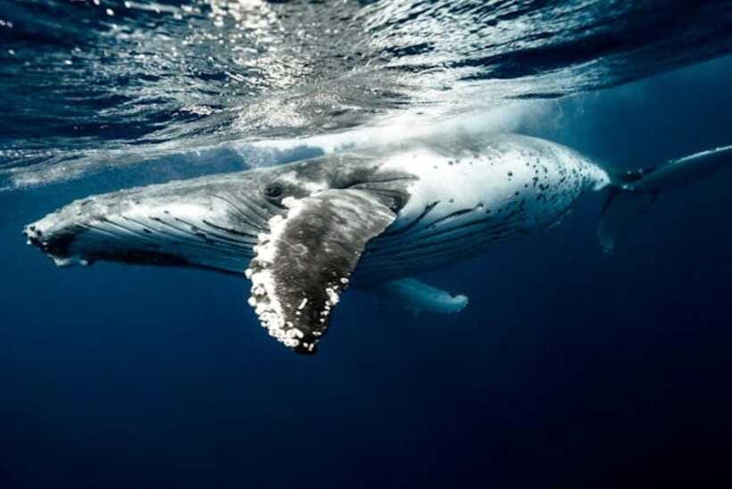 Mirissa: Whale Watching Cruise - Cancellation and payment flexibility