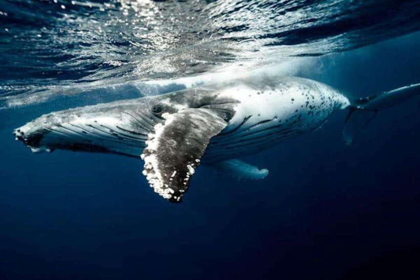 Mirissa: Whale Watching Cruise - Pickup in Mirissa keeps the morning simple