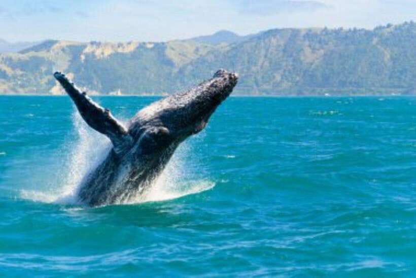 Mirissa: Whale Watching Cruise - What the six-hour cruise is really like