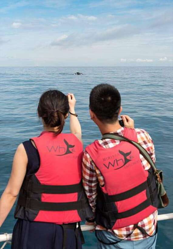 Mirissa: Whale Watching Cruise - The animals you may see offshore