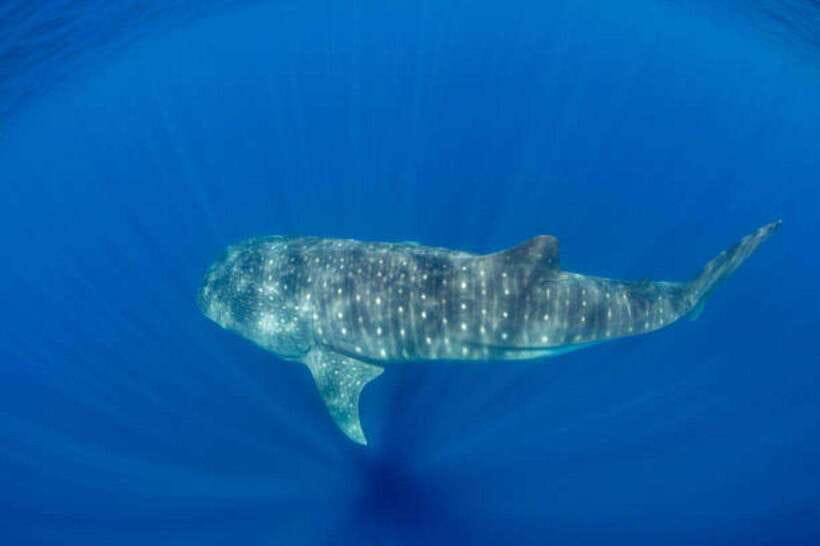 Mirissa: Whale Watching Cruise - Snorkeling is an optional extra, not a core feature