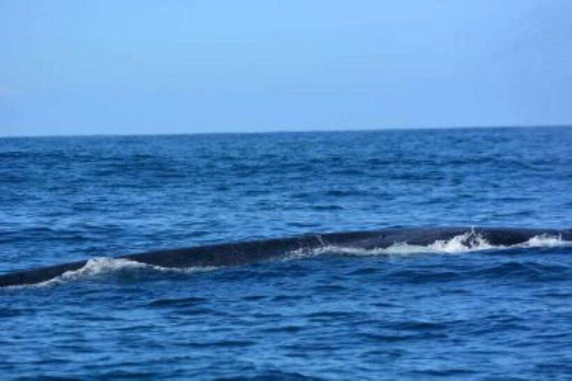 Mirissa: Whale Watching Cruise - Who should book this Mirissa cruise