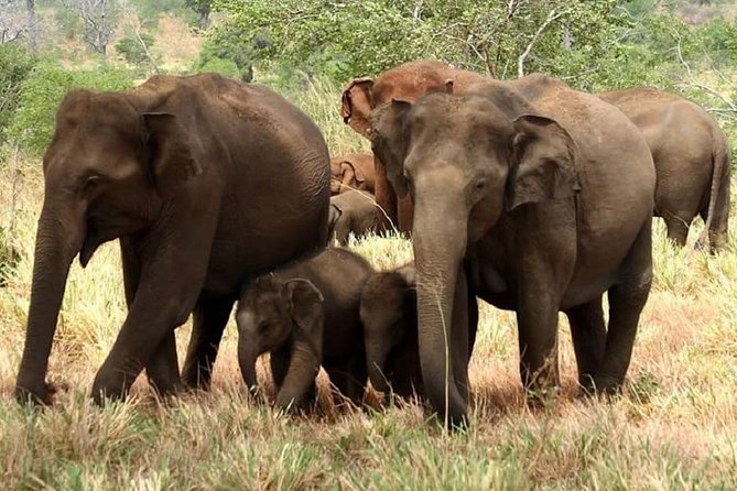 Morning 07 Hour Private Safari at Yala National Park by Yala La Safari Tours - Key points at a glance