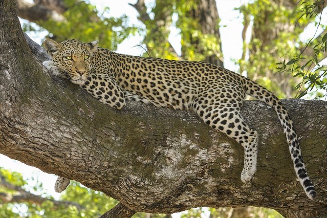 Morning 07 Hour Private Safari at Yala National Park by Yala La Safari Tours - Searching for leopards instead of ticking a box