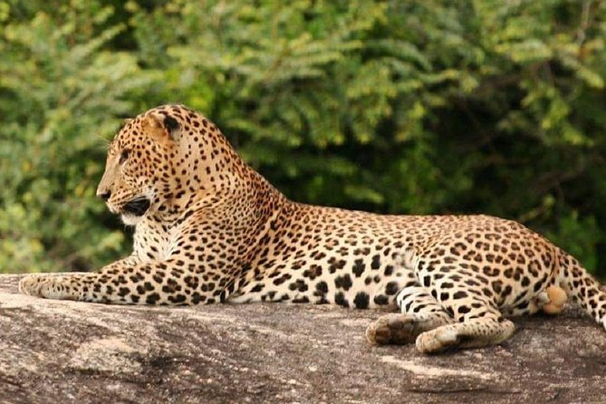 Morning 07 Hour Private Safari at Yala National Park by Yala La Safari Tours - Elephant sightings and the effect of dry weather
