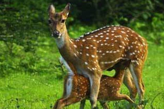 Morning 07 Hour Private Safari at Yala National Park by Yala La Safari Tours - A safari day built around searching