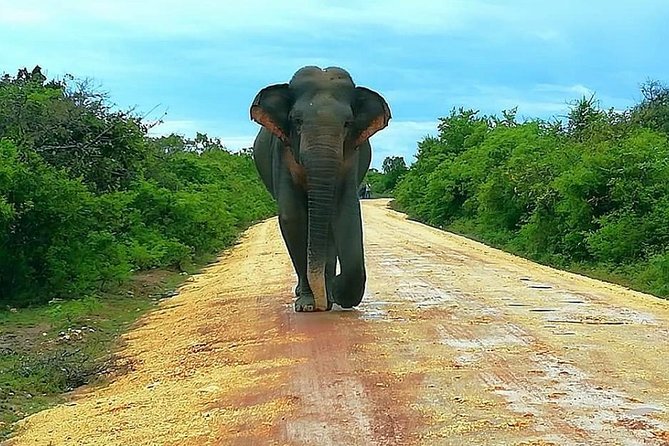 Morning 07 Hour Private Safari at Yala National Park by Yala La Safari Tours - Comfort, group size, and practical value