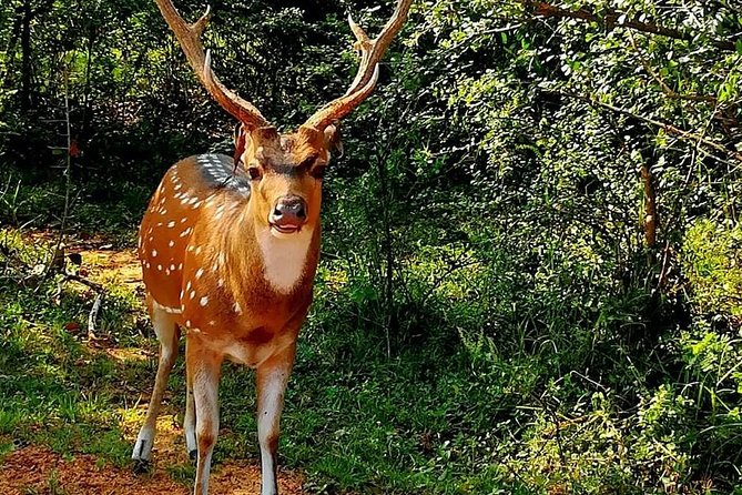 Morning 07 Hour Private Safari at Yala National Park by Yala La Safari Tours - Who will enjoy this Yala safari most