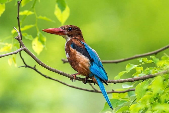 Muthurajawela Bird Watching Tour From Colombo & Negombo - Key points to know before booking