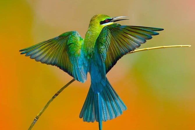 Muthurajawela Bird Watching Tour From Colombo & Negombo - Muthurajawela, Colombo’s watery escape