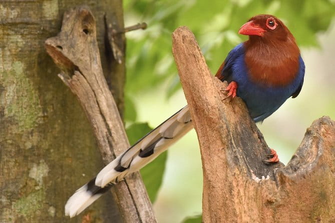 Muthurajawela Bird Watching Tour From Colombo & Negombo - The guide is the key part of the experience