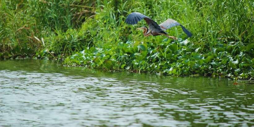Muthurajawela Bird Watching Tour from Negombo and Colombo - Why Muthurajawela makes a good morning trip
